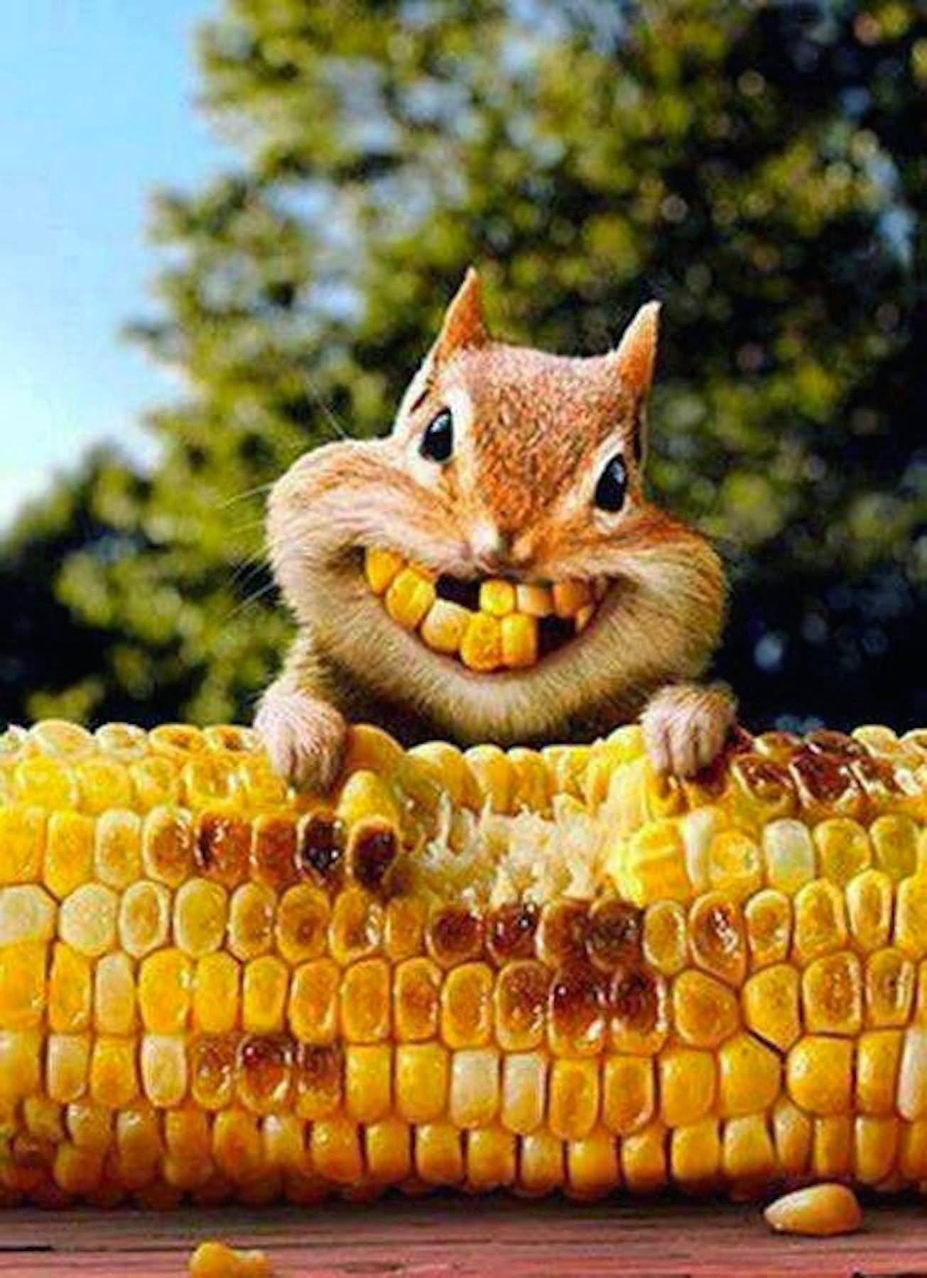 Funny Eating Corn Chipmunk Picture