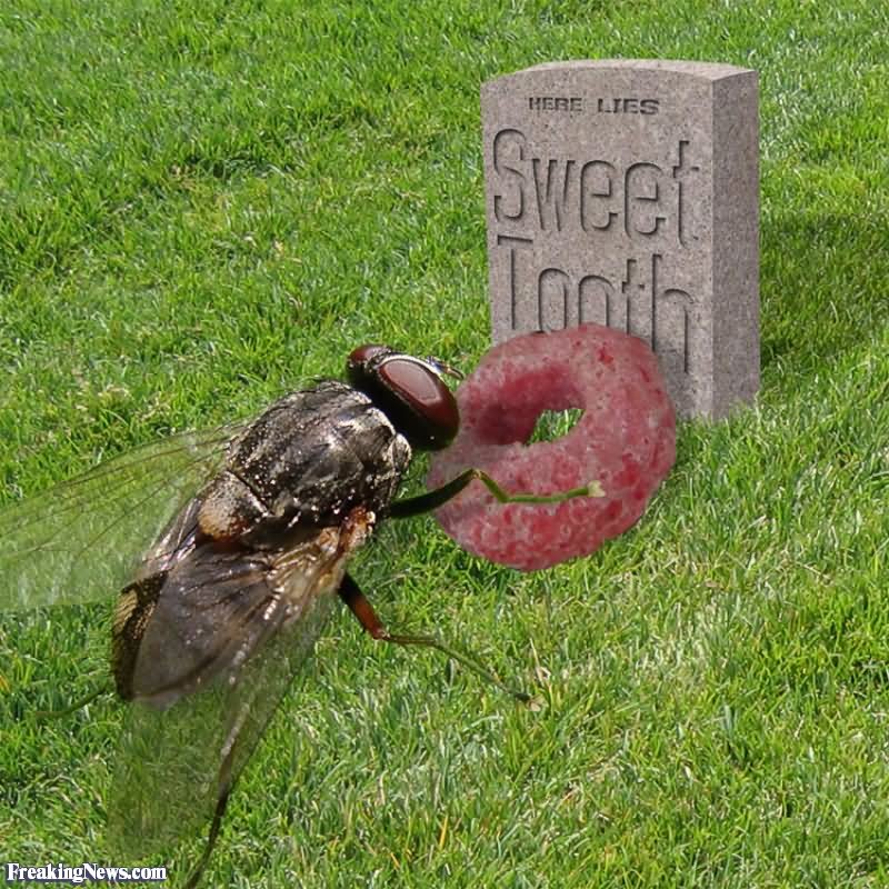 Funny Fly Tombstone Laying Fruit Loop Wreath Picture