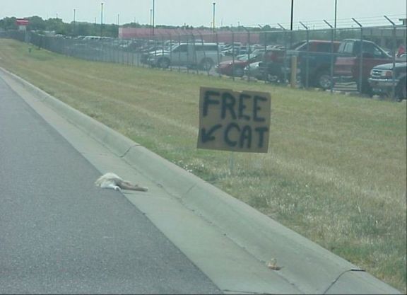 Funny Free Cat Road Kill Picture