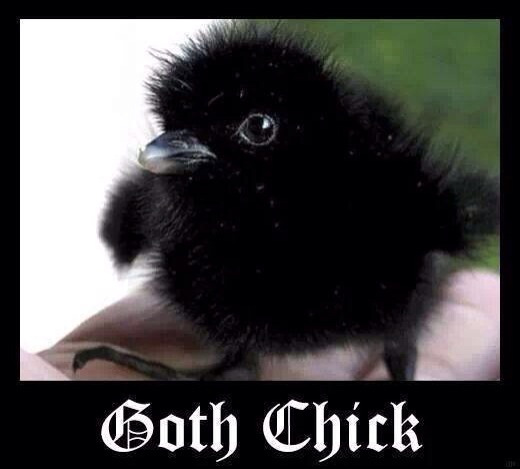 Funny Gothic Bird Image