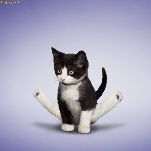 Funny Gymnastic Pose Cat Image