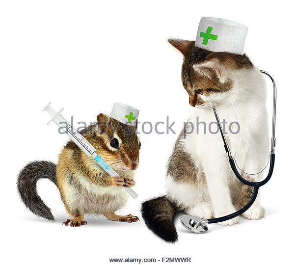 Funny Injection Chipmunk Picture