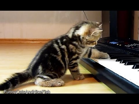 Funny Kitten Playing Piano Musicians Image