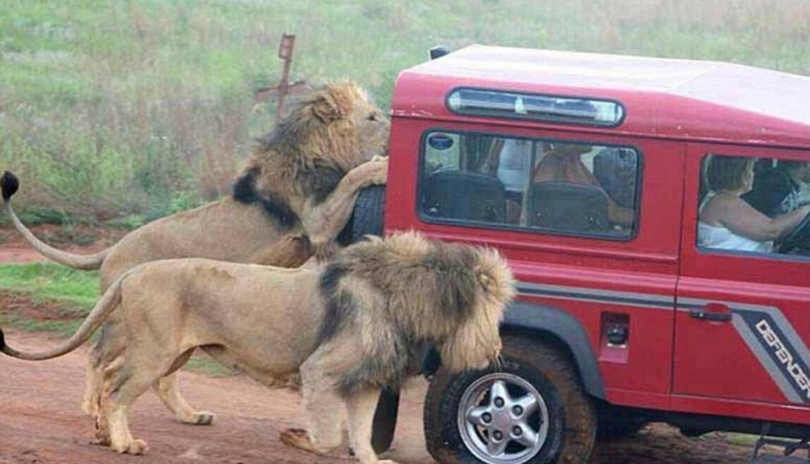 Funny Lions Safari Situations Picture