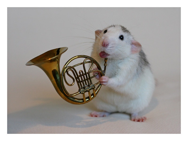 Funny Mouse Musicians Image