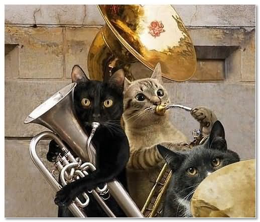 Funny Musicians Cats Picture