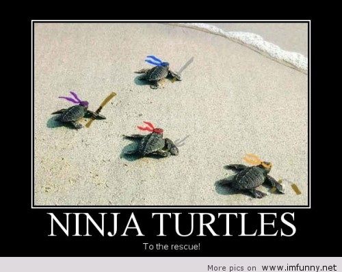 Funny Ninja Turtles Picture
