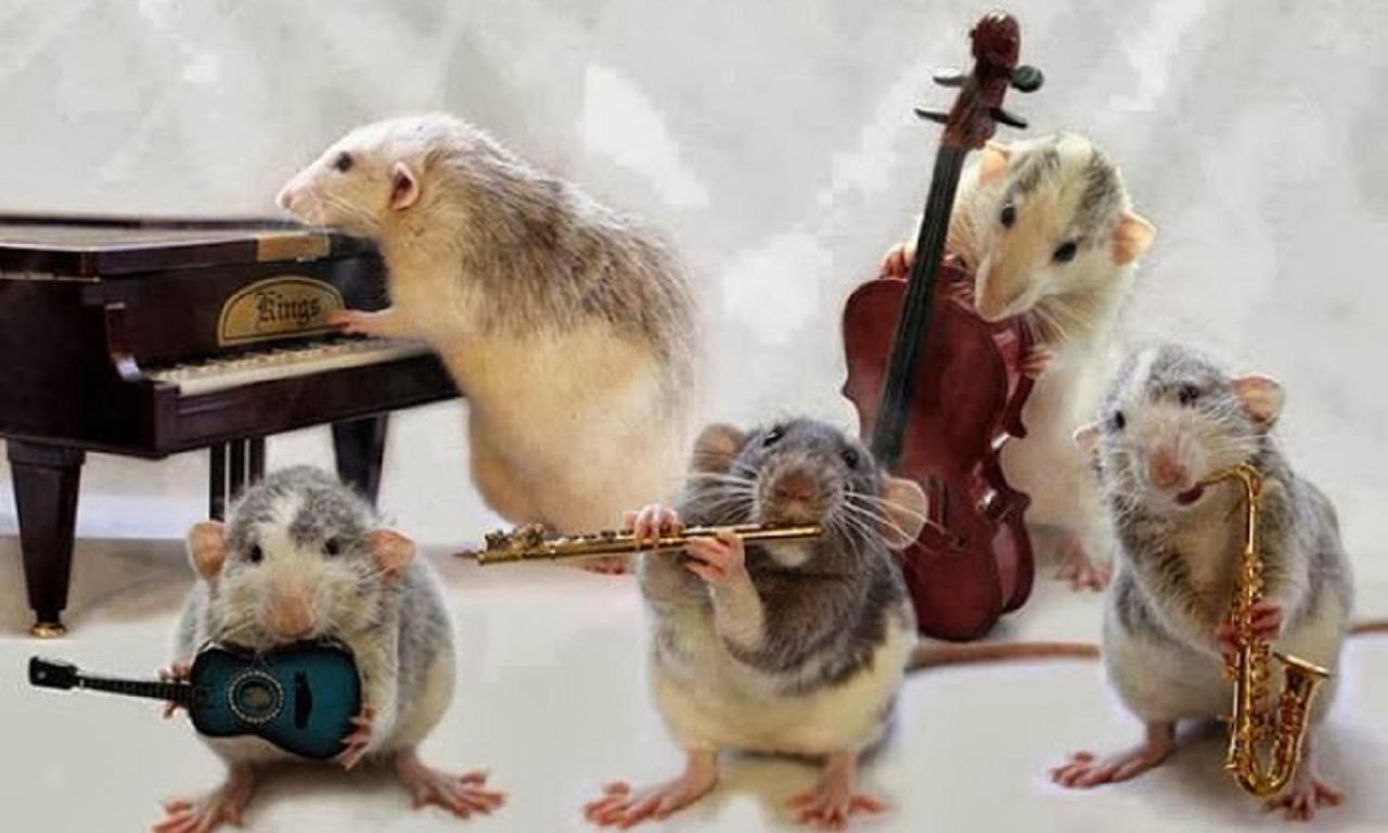 Funny Rats Musicians Picture