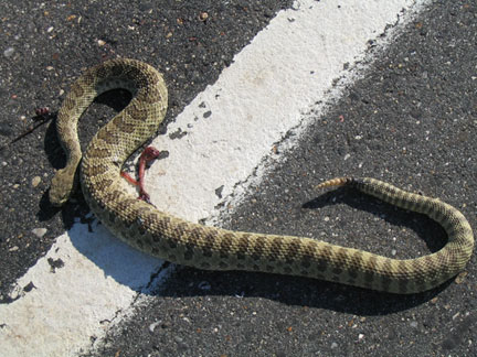 Funny Rattlesnake Road Kill Image