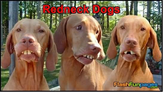 Funny Redneck Dogs Image