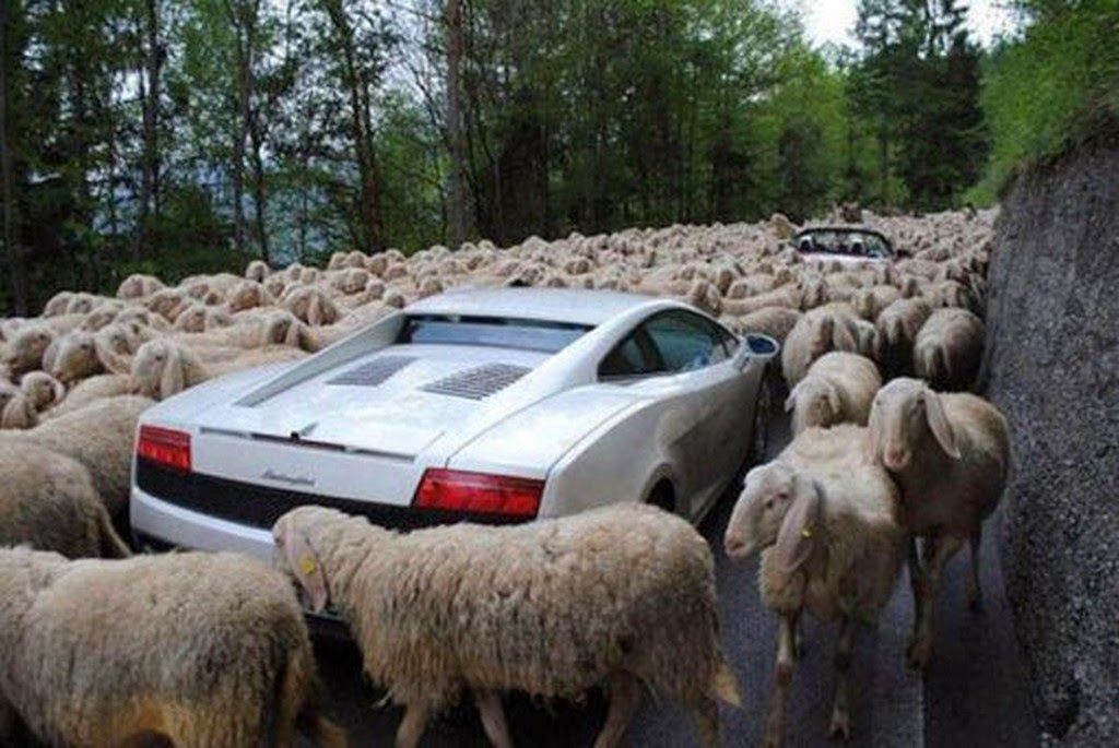 Funny Sheeps Traffic Situations Picture