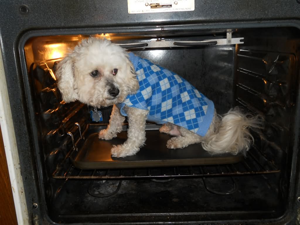 Funny Situation Puppy In Microwave