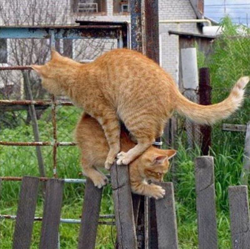 Funny Situations Cats Picture