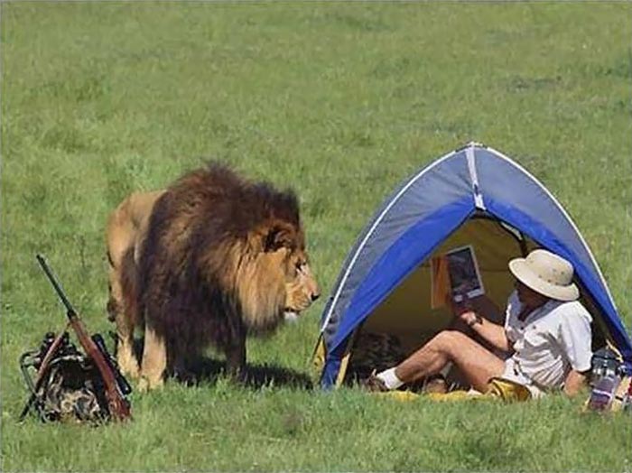 Funny Situations Lion Looking Man Image