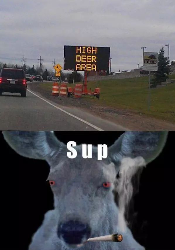 Funny Smoking Sup Deer Image