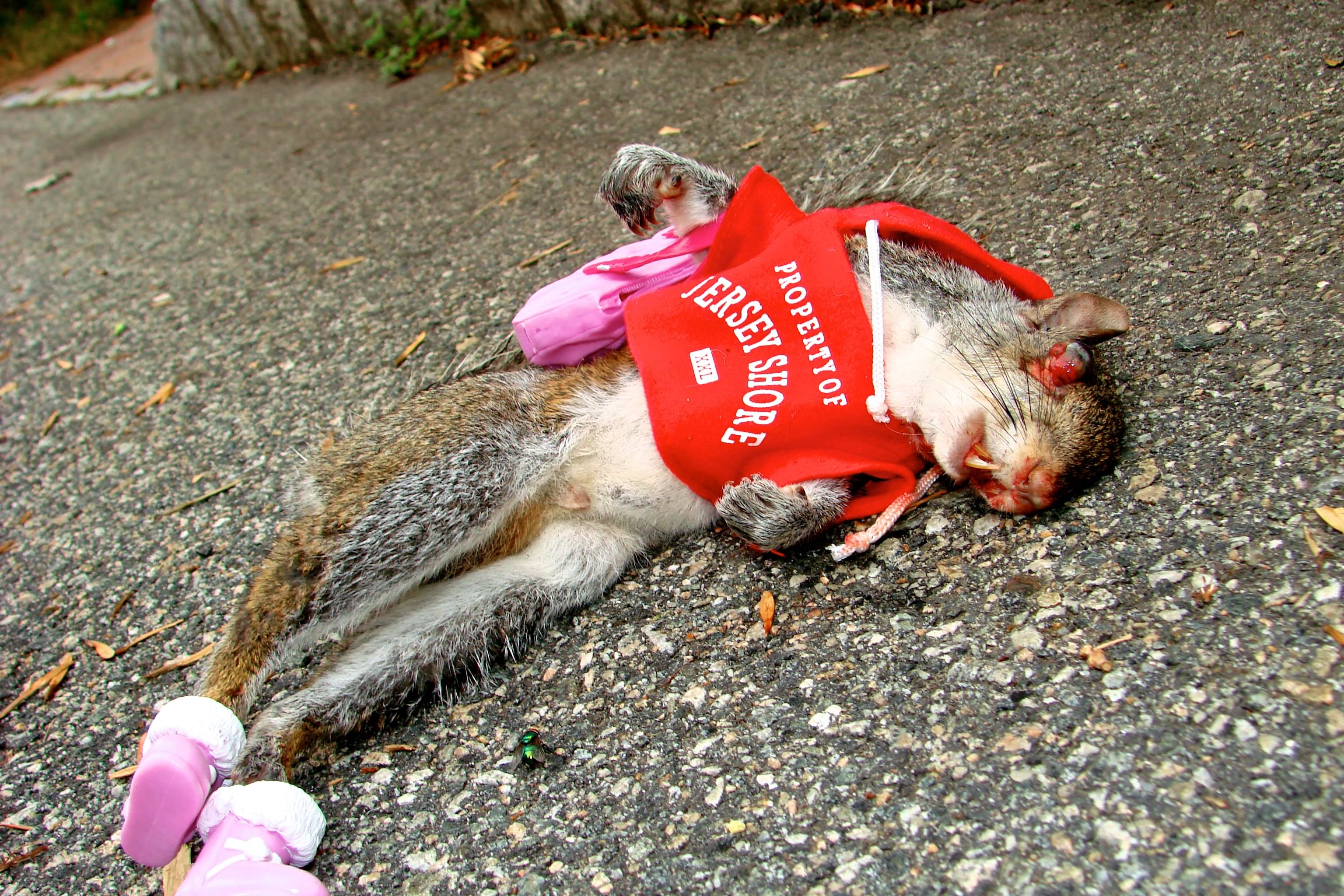 Funny Squirrel Road Kill Image