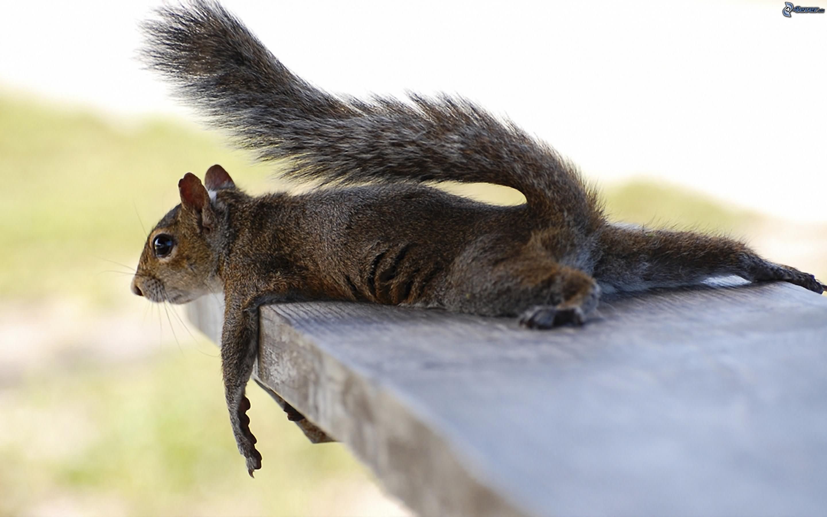 Funny Squirrel Situations Picture