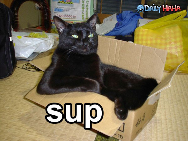 Funny Sup Cat In Box