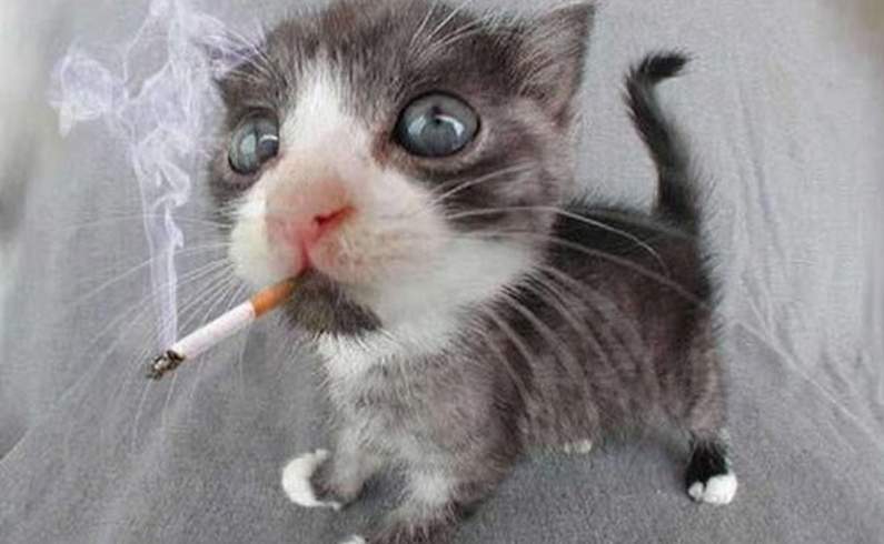 Funny Sup Cat Smoking Picture