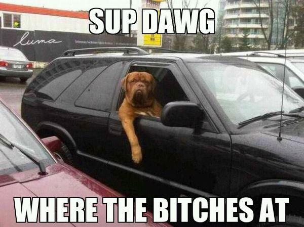 Funny Sup Dog Driving Car