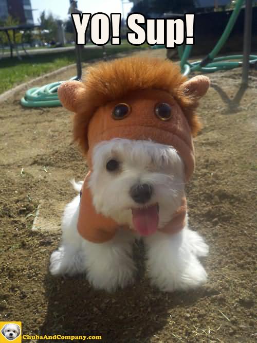 Funny Sup Dog Image