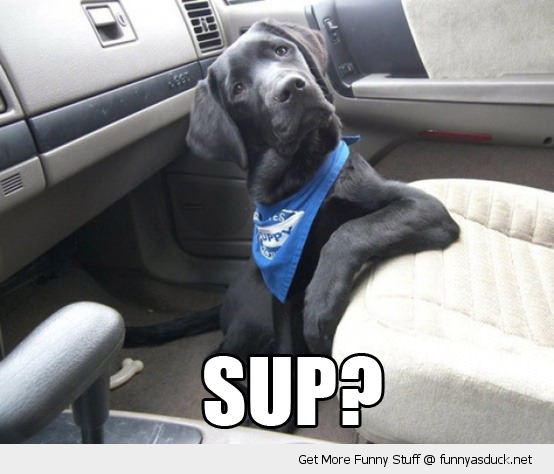 Funny Sup Dog In Car