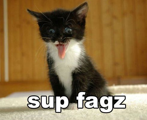 Funny Sup Fagz Cat Picture