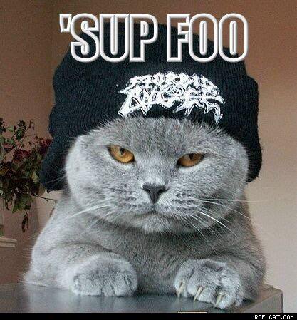 Funny Sup Foo Cat Image