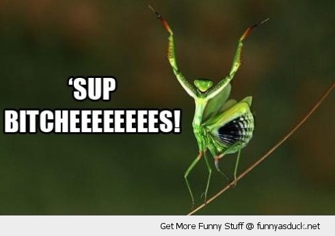 Funny Sup Insect Dancing Picture