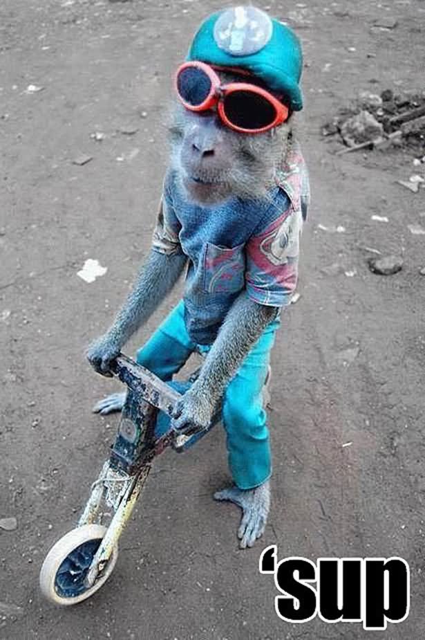 Funny Sup Monkey Riding Bicycle