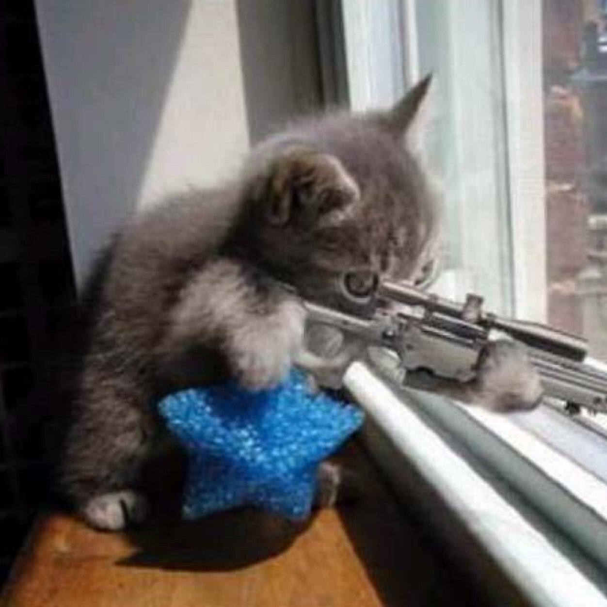 Funny Terrorist Cat Image