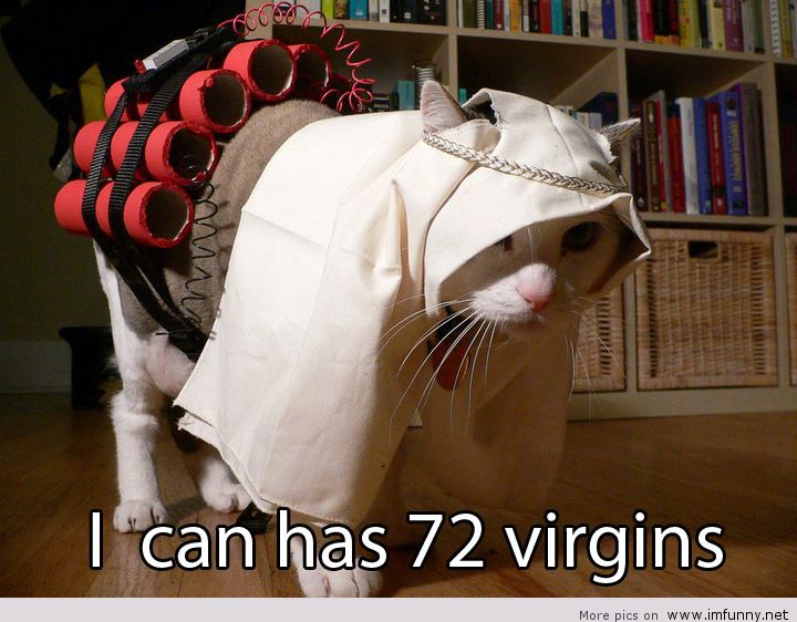 Funny Terrorist Cat Picture