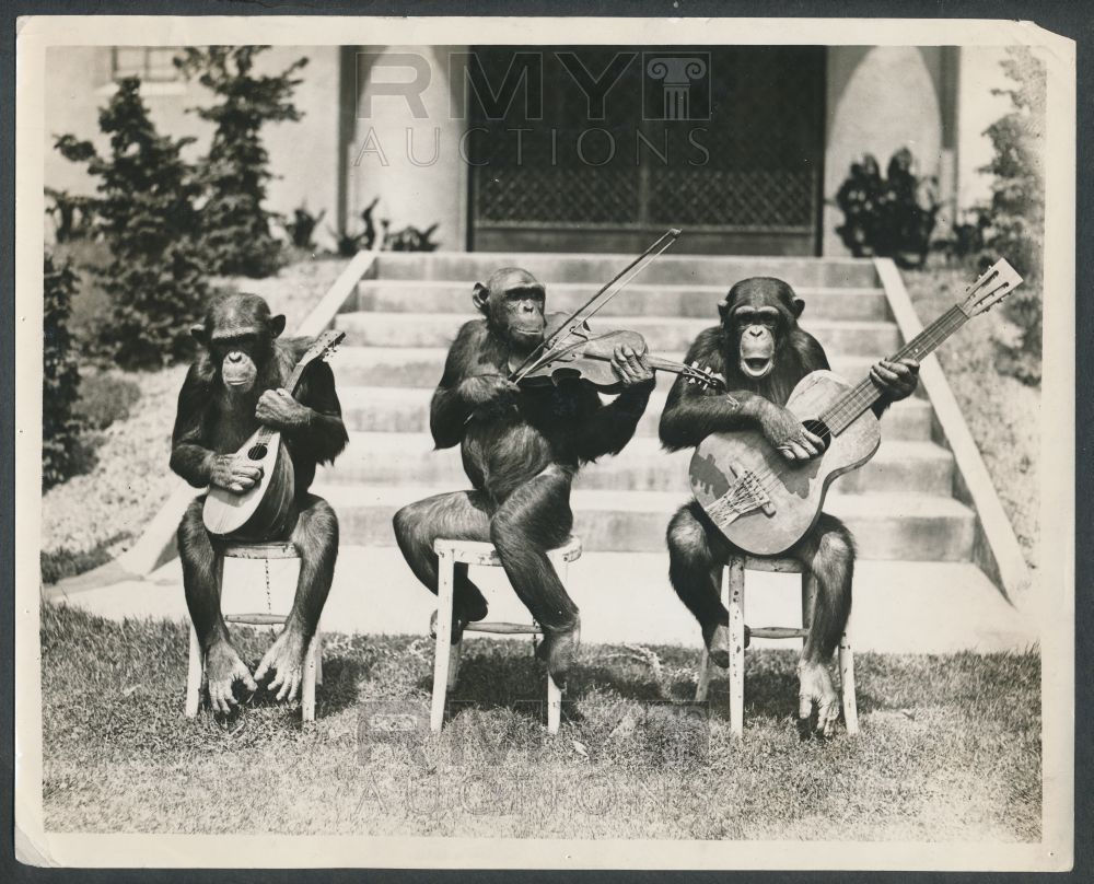Funny Vintage Chimpanzee Musician Picture