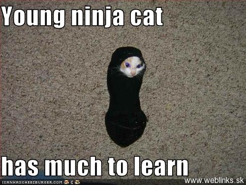 Funny Young Ninja Cat Picture
