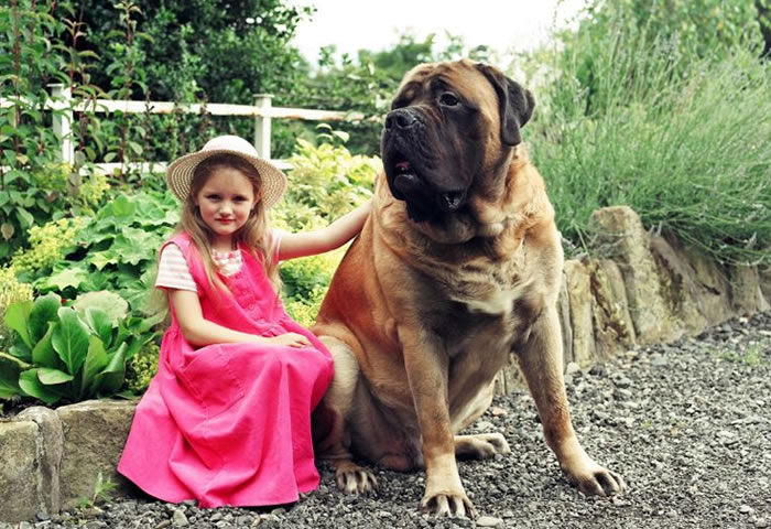 Giant English Mastiff Dog Sitting With Girl