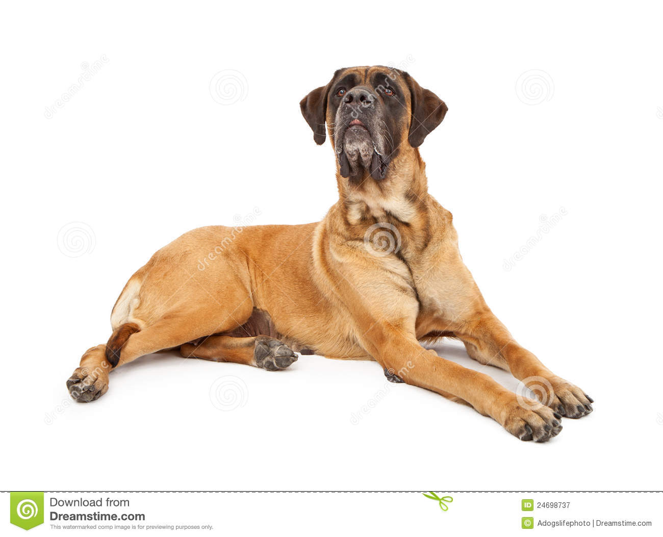 Giant English Mastiff Dog Sitting