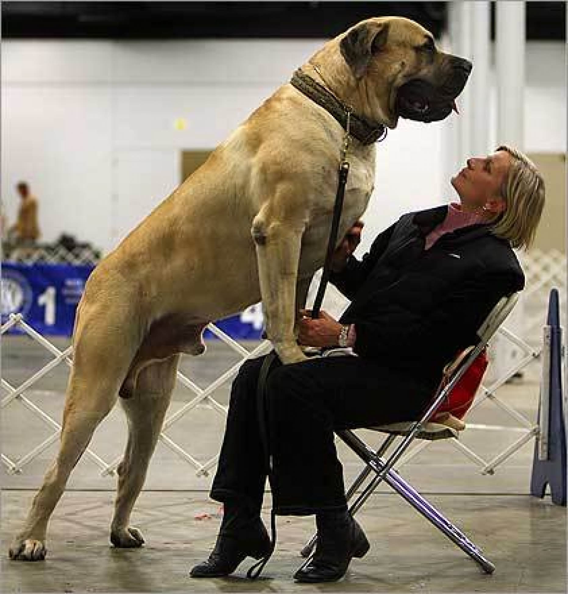 Giant English Mastiff Dog With Woman