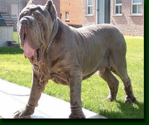 Giant English Mastiff Dog