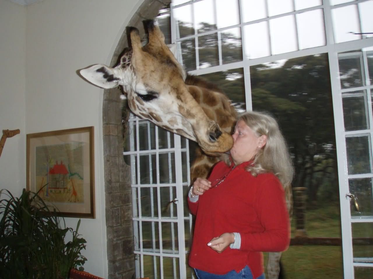 Giraffe Kissing Woman Funny Situations Picture