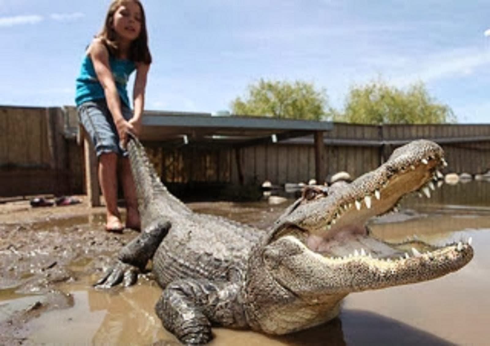 Girl Pulling Crocodile Funny Dangerous Image