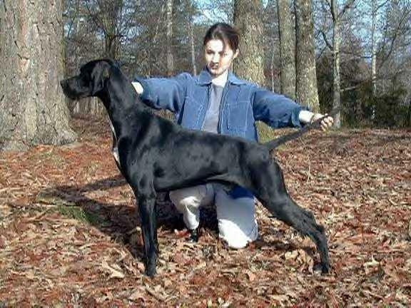 Girl Showing His Pointer Dog