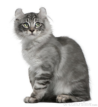 Grey American Curl Kitten Sitting