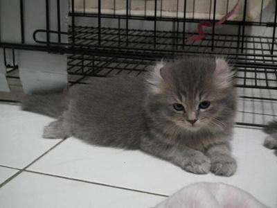 Grey American Curl Kitten