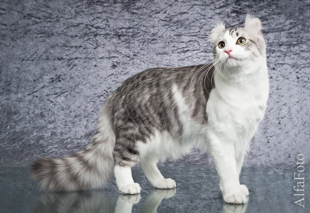 Grey And White American Curl Cat