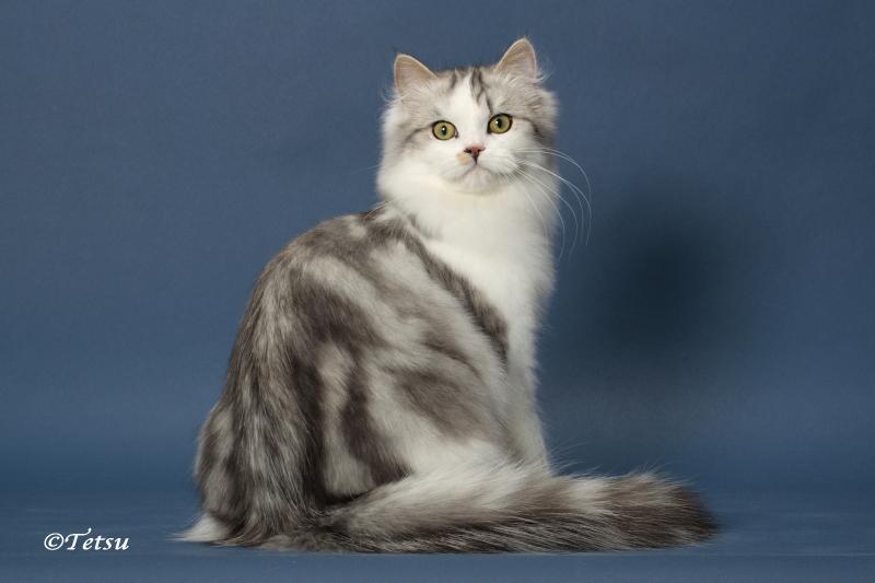 Grey And White Long Hair Ragamuffin Cat Sitting