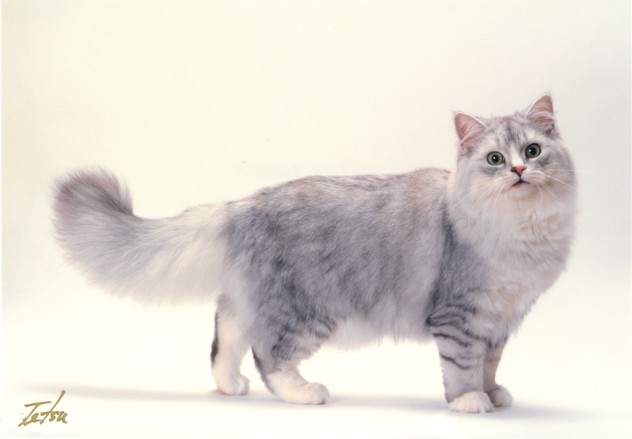 Grey And White Ragamuffin Cat Image