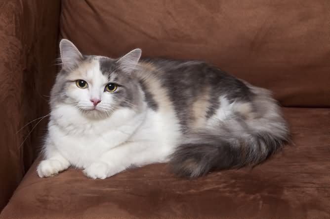 Grey And White Ragamuffin Cat Sitting Photo