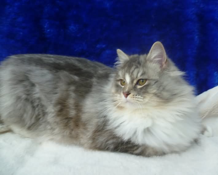 Grey And White Ragamuffin Cat Sitting Picture