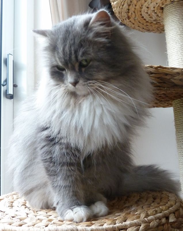 25 Most Adorable Grey Ragamuffin Cat Pictures And Images