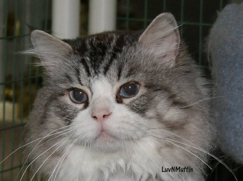 Grey And White Ragamuffin Kitten Face Picture